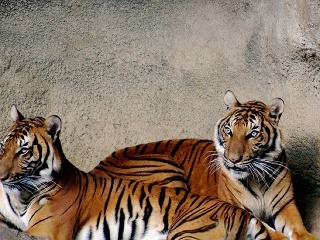 Tiger indočínsky