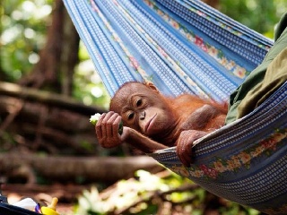 Divoké Borneo - posledný