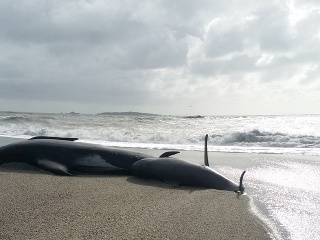 Veľrybu zabili plasty, našli