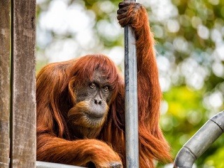 Najstarší známy orangutan sumatriansky