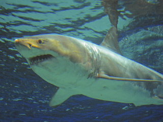 Žralok modrý (Carcharodon carcharias)