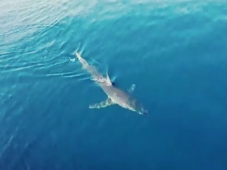 Žralok v Chorvátsku