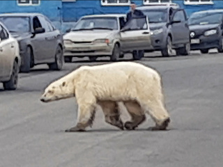Medveď biely