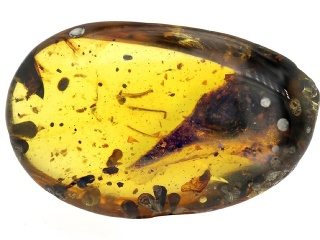 Oculudentavis khaungraae