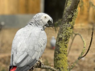 Britská zoo sa rozhodla