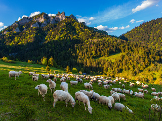Pieniny