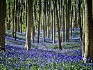 Modrý les Hallerbos