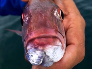 ryba parazit jazyk