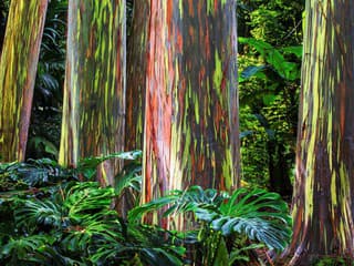 Eukalyptus dúhový