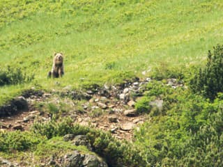 Pozorovanie medveďov v Západných