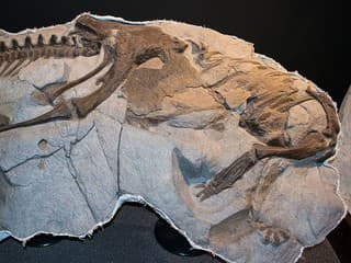 Thescelosaurus neglectus