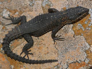 Dnešný africký Cordylus imkeae