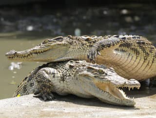 Krokodíly priťahuje plač malých