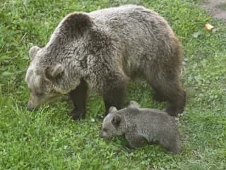 Ochranári upozorňujú: Pri pohybe