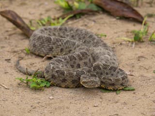 Brazílčan chce zachraňovať ľudské