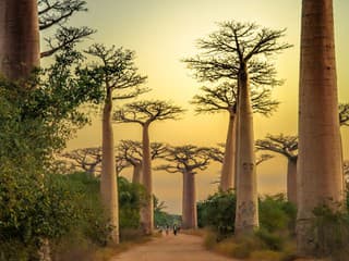Madagaskar