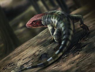 Odtlačky v pieskovci z