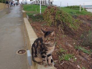 Cyprus rieši premnožené mačky,