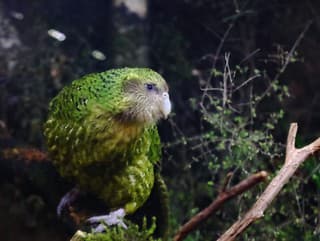 Podivný papagáj: Kakapo nevie