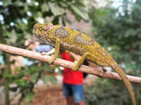 Chameleóny svoju farbou prispôsobujú okoliu