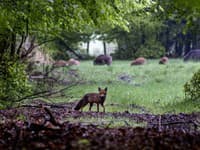 Na snímke líška prechádza okolo diviakov na lúke v lesoch regiónu Taunus neďaleko Frankfurtu nad Mohanom v Nemecku