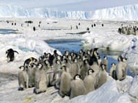 V Antarktíde uhynuli tisíce