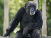 Zaujímavé zistenie vedcov: Šimpanzy