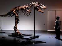 Kostra gorgosaura
