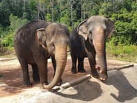 VIDEO: Slon na Srí