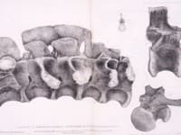 Ilustrácia krížovej kosti Megalosaura od Mary Bucklandovej, uvedená v popise Megalosaura z roku 1824 od Williama Bucklanda