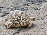 V Keni zažijete exotickú dovolenku, na ktorú nezabudnete