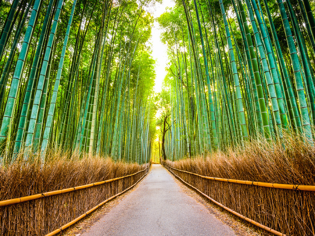 Bambusový les Arashiyama