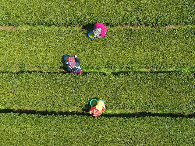 Ženy počas zberu čaju
