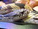 Prekvapivé zistenie vedcov: Hady