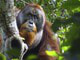 Úžasné pozorovanie vedcov: Orangutan
