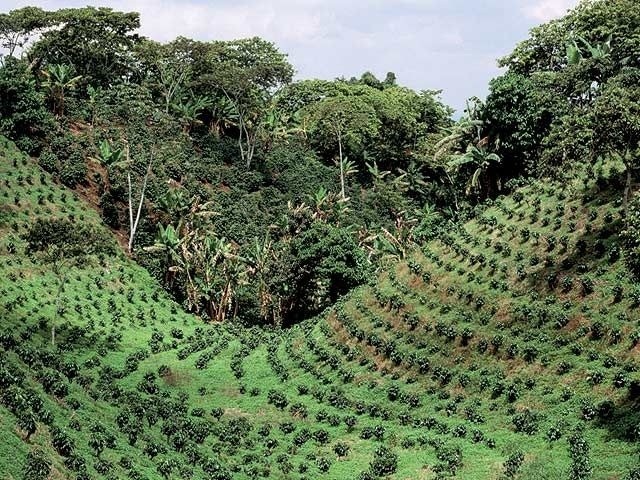 Kolumbia kávové plantáže