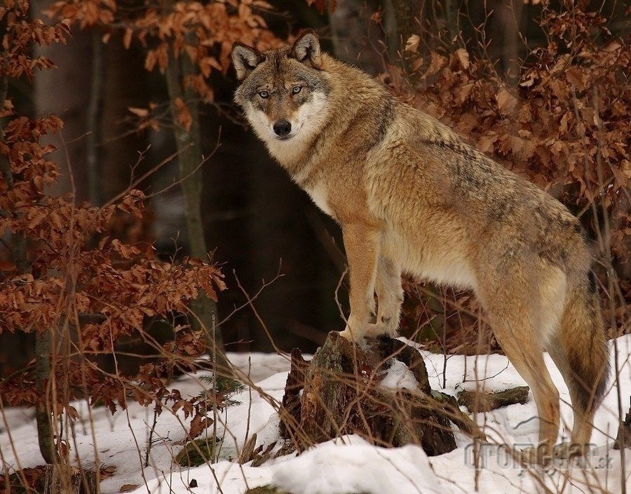 Рыси лисы волки