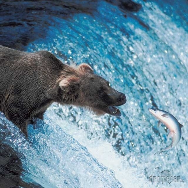 Medveďa loviaceho ryby, obzvlášť