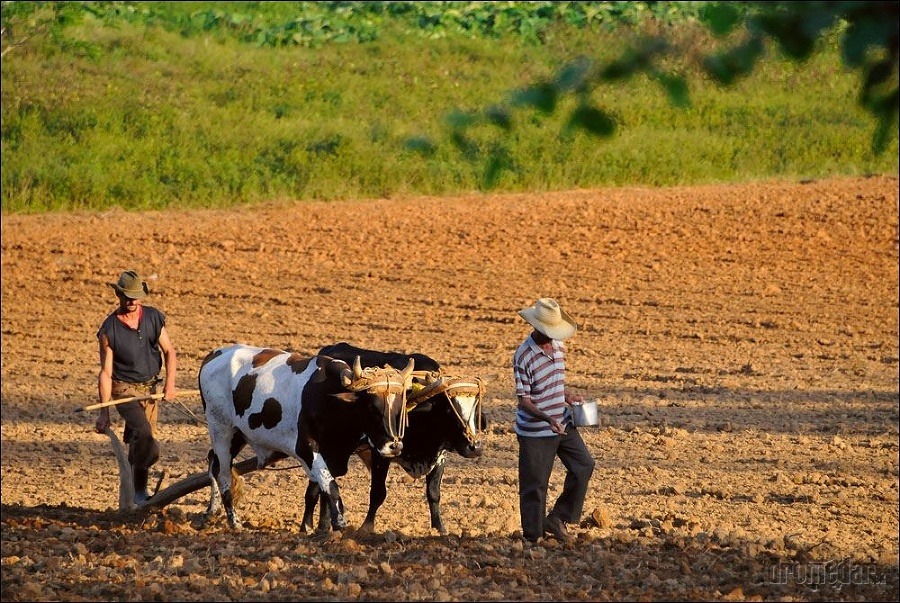 Farmársky život na Kube,