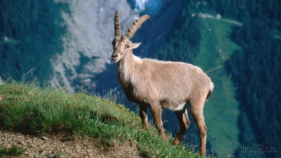 Alpský kozorožec, Francúzsko