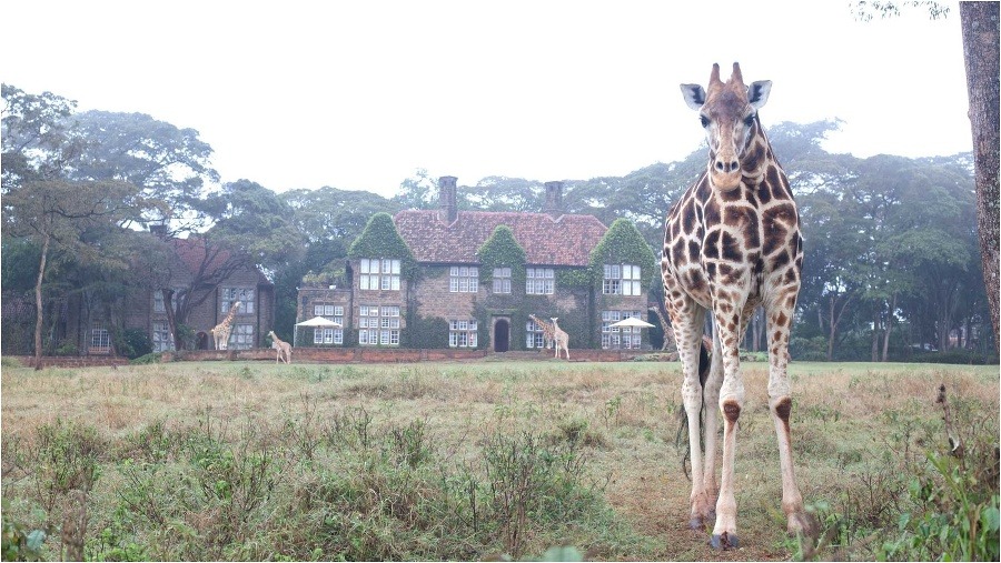 Hotel GiraffeManor, Keňa