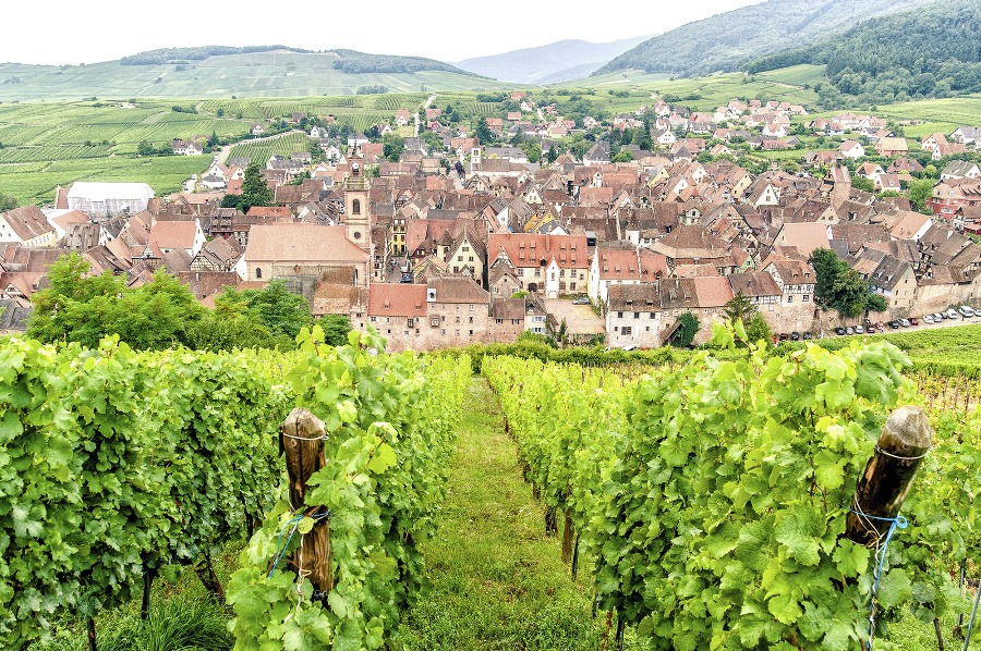 Vinice v Alsace, Francúzsko