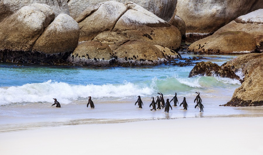 Tučniaky africké, Pláž Boulders,