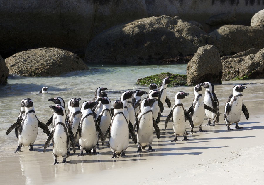 Tučniaky africké, Pláž Boulders,