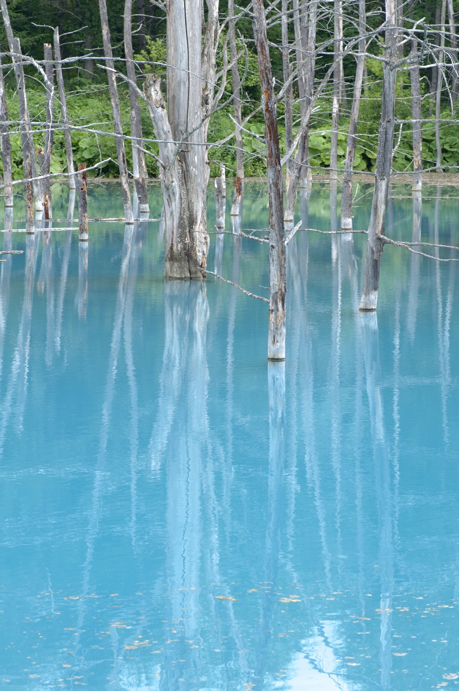 Modré jazierko, Japonsko