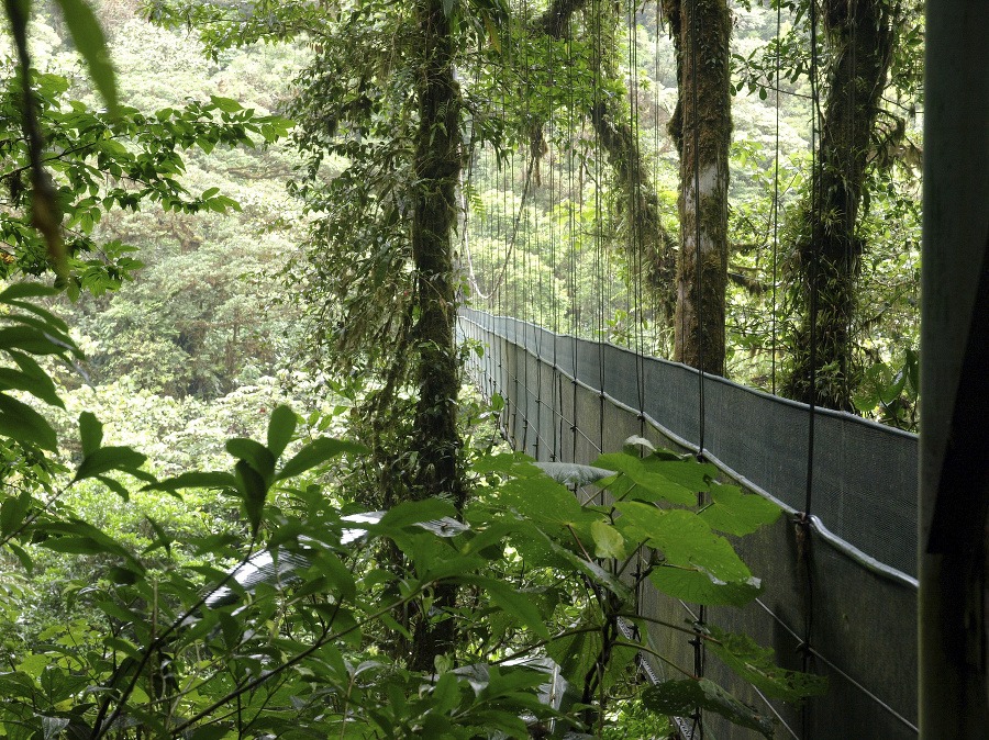 Prírodná rezervácia Oblačný les