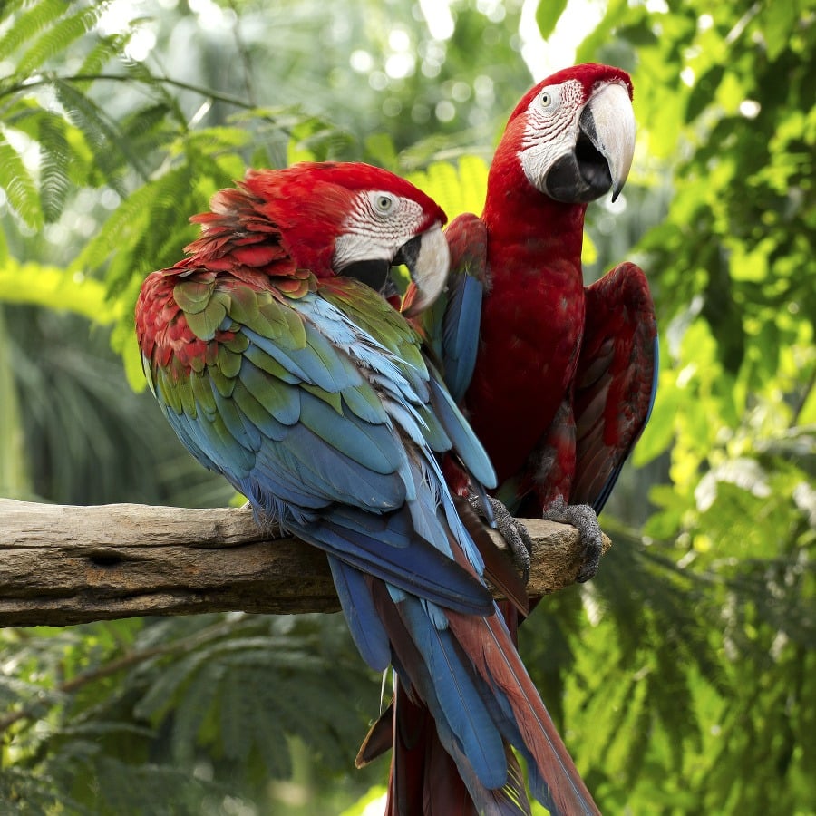 Papagáje patria k početným