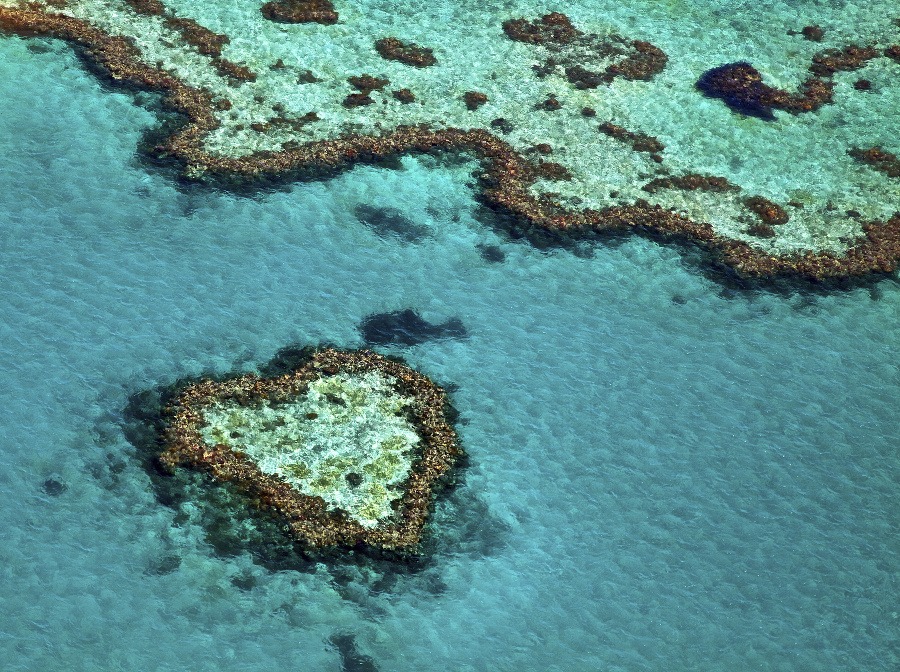 Srdcový ostrov, Veľká koralová