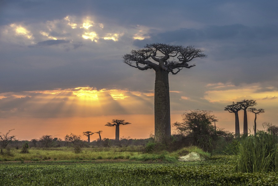 Zo semien baobabu sa lisuje kvalitný olej. © Thinkstock