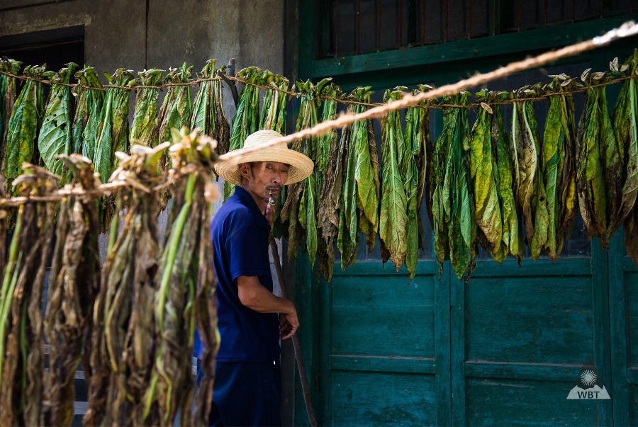 Pestovateľ tabaku, Čína